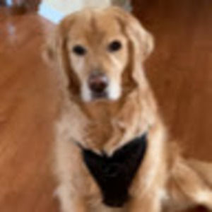 Meet your Posher, Benazeer